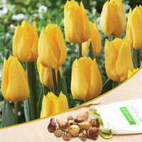 Tulip Yellow Bulbs