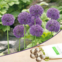 Allium Caeruleum Serum Purple Bulbs