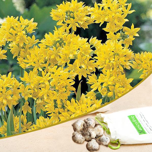 Allium Moly Yellow Bulb