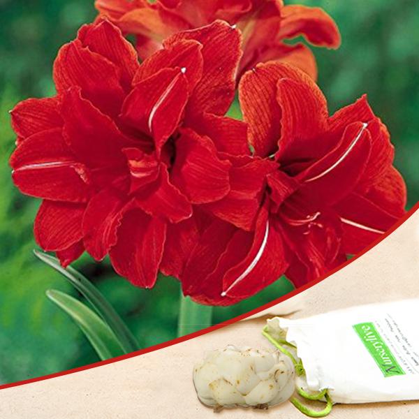 Amaryllis Lily Double Mix Colors Bulbs