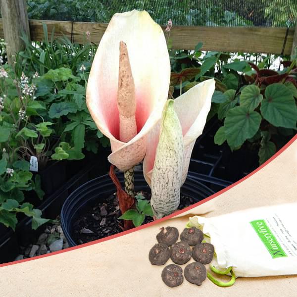 Amorphophallus Bulbifer Voodoo Lily Bulbs