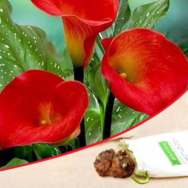 Arum Lily Red Bulbs