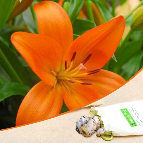 Asiatic Lily Orange Bulbs