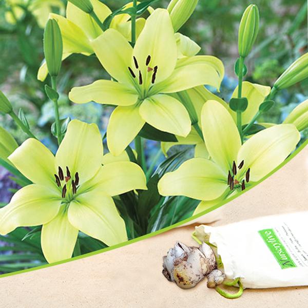 Asiatic Lily Trebbiano Longiflorum Soft Yellow Bulb