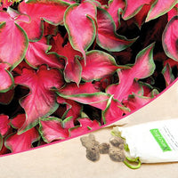 Caladium Dark Red Wine Green Lime Bulbs