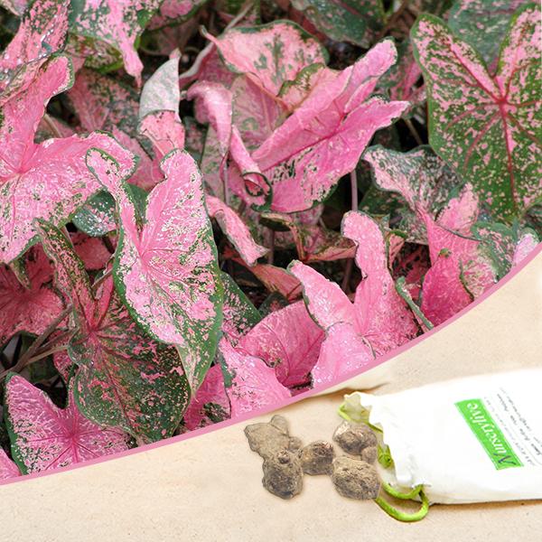 Caladium Pink Bulbs