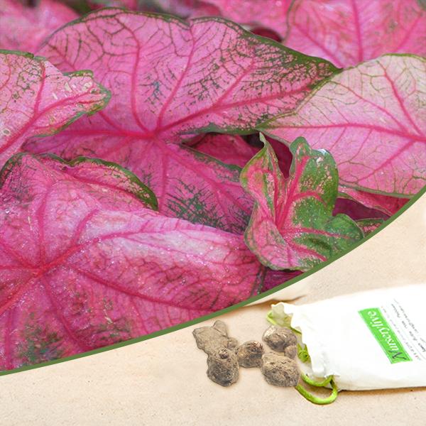 Caladium Red Pink Bulbs