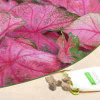 Caladium Red Pink Bulbs