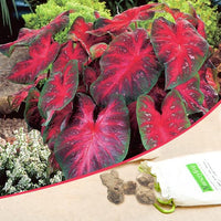 Caladium Red Wine Green Bulbs