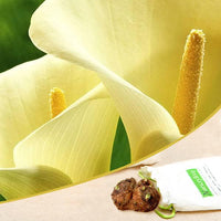 Calla Lily Creamy White Bulbs