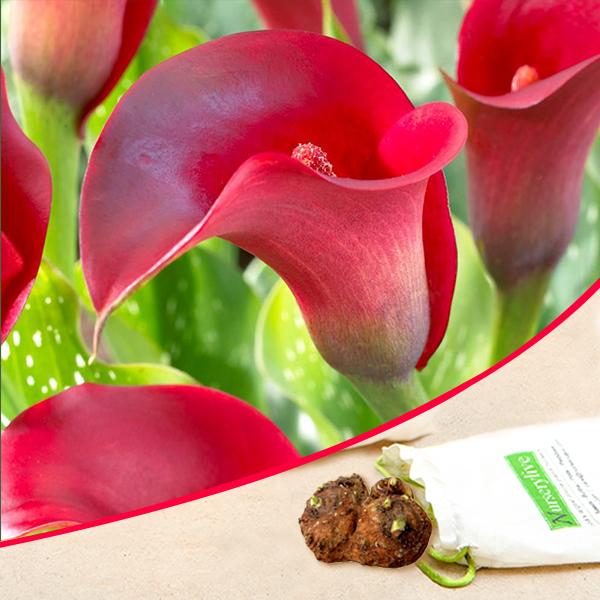 Calla Lily Red Bulb