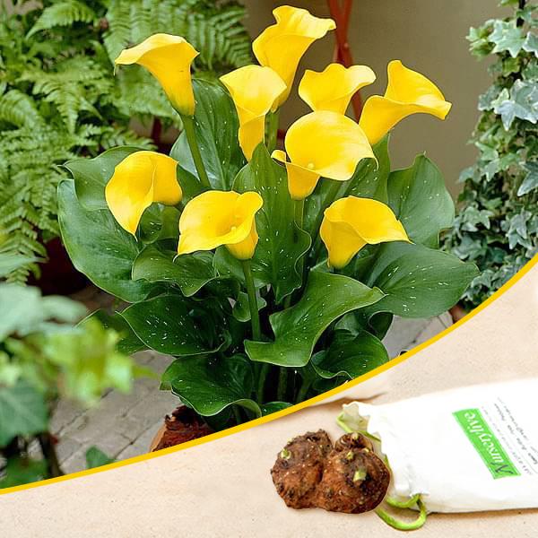 Calla Lily Yellow Bulb