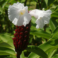 Cheilocostus Speciosus Bulbs