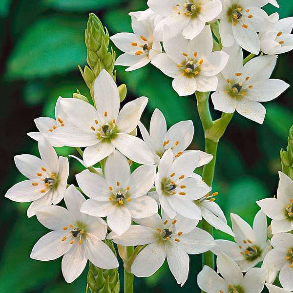 Chincherinchee Ornithogalum White Bulb