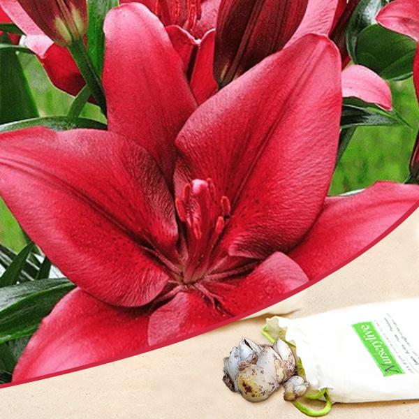 Constable Longiflorum Asiatic Lily Maroon Bulbs