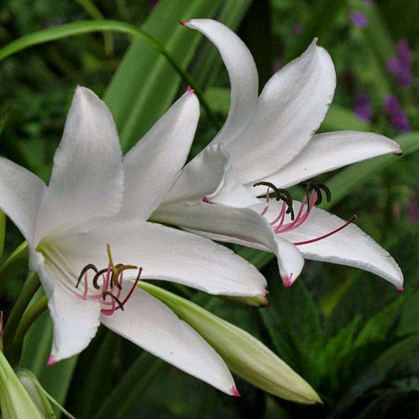 Crinum Amoenum Bulbs