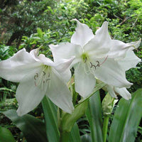 Crinum Moorei Album Bulbs