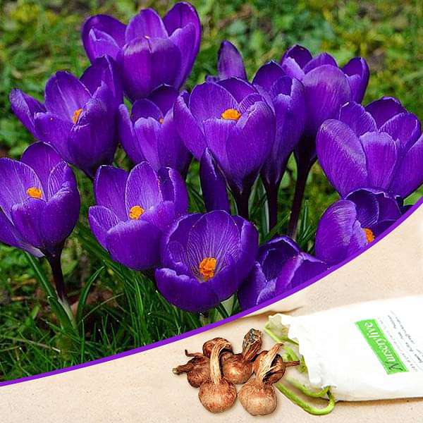 Crocus Flower Record Bulbs