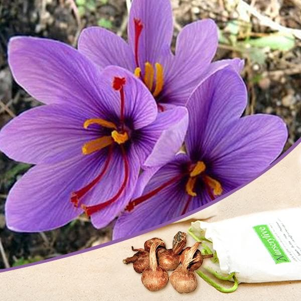 Crocus Sativus Kesar Saffron Bulb