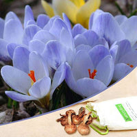 Crocus Van Guard Blue Bulbs