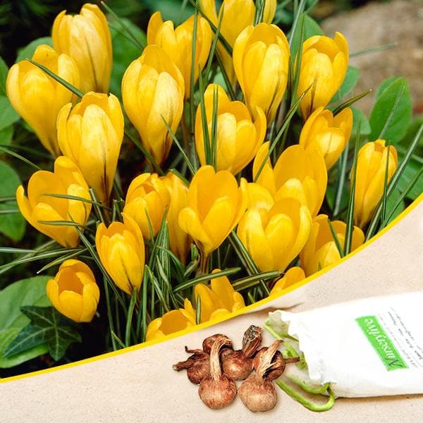 Crocus Yellow Bulb