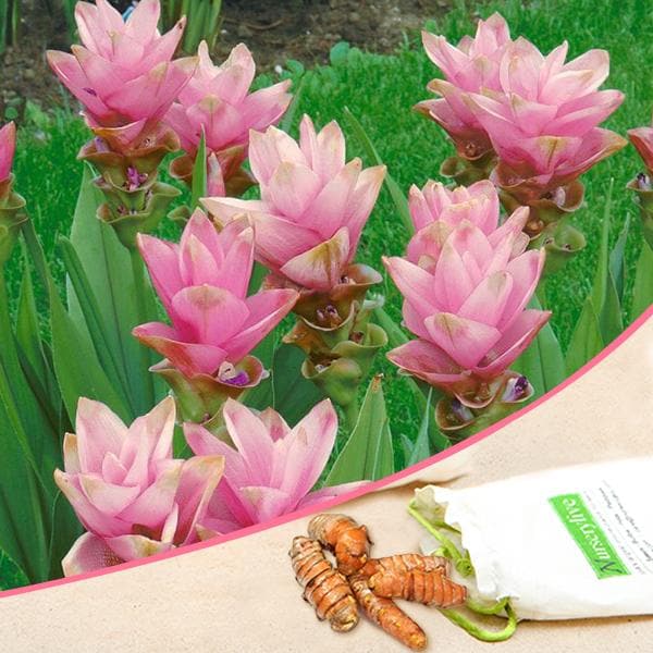 Curcuma Pink Bulb