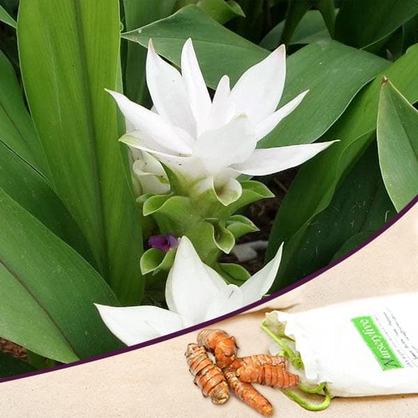 Curcuma White Bulbs