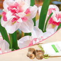 Daffodil Delnashaugh White Pink Bulbs