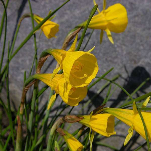 Daffodil Extremadura Bulbs