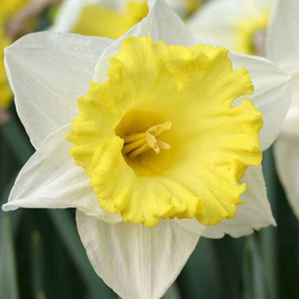 Daffodil Las Vegas White Yellow Bulb