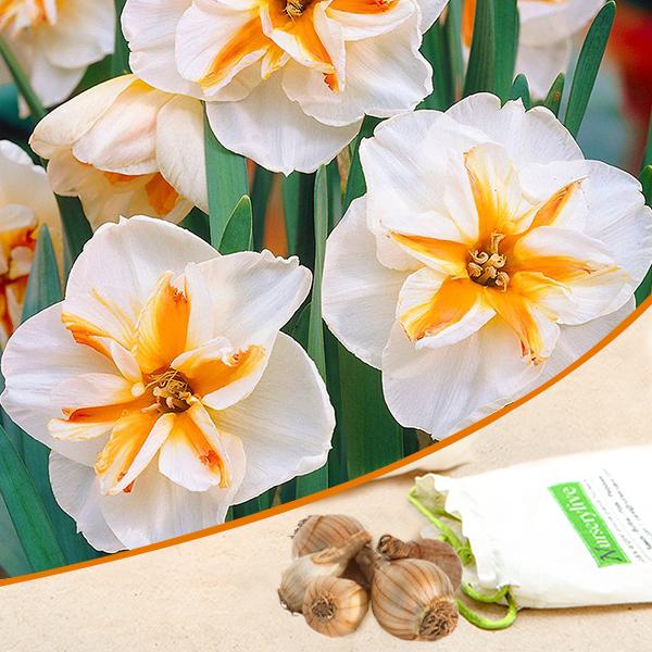 Daffodil Broadway Star White Bulb