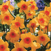 Daffodil Scarlet Gem Yellow Bulb