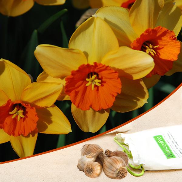 Daffodil Scarlet Gem Yellow Bulb