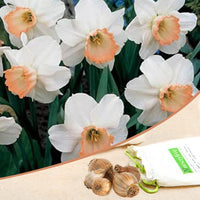 Daffodil Spring Pride Salome White Orange Bulb