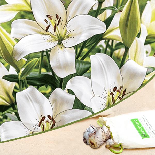 Eyeliner Asiatic Lily White Bulbs