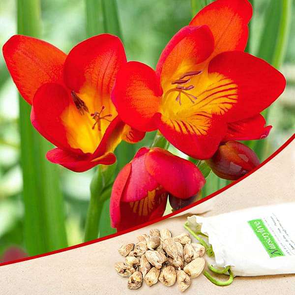 Freesia Red Bulb