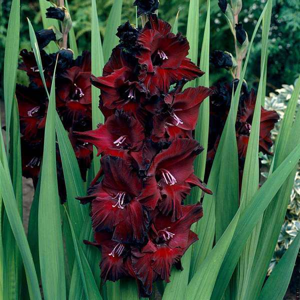 Black Beauty Red Black Bulb