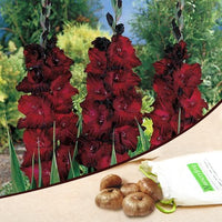 Red Ginger Blood Red Bulbs