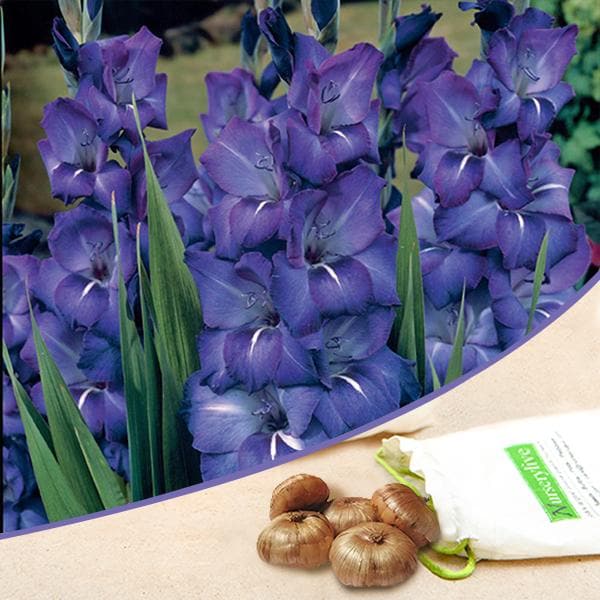 Royal Blue Bulbs