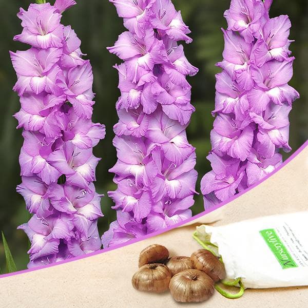 Vadetta Violet White Bulbs