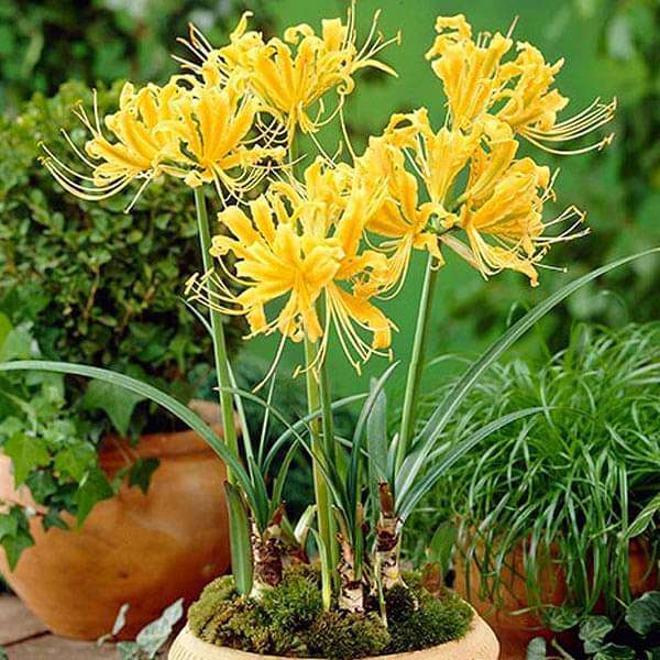 Golden Spider Lily Lycoris Aurea Yellow Bulb