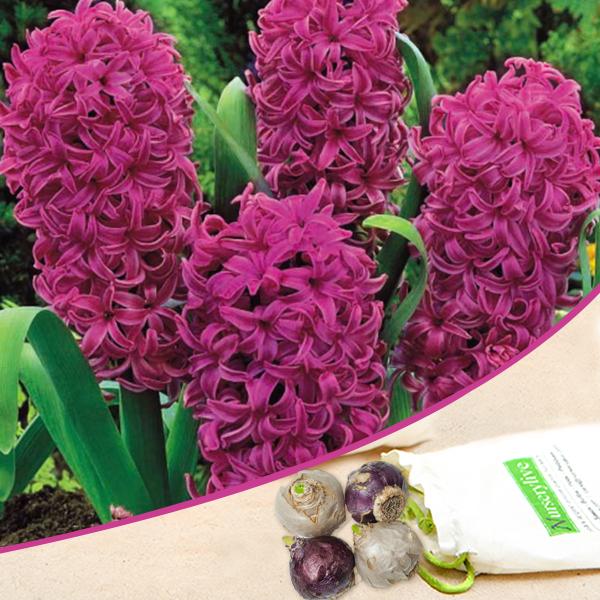 All Stars Purple Bulbs