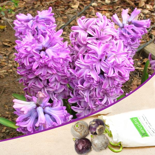 Anna Liza Purple Bulb