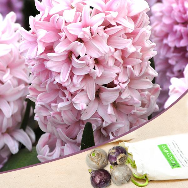 Apricot Passion Baby Pink Bulb