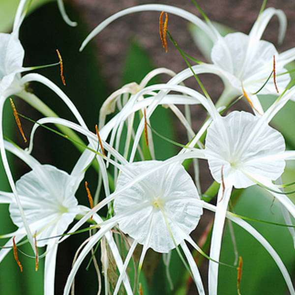 Hymenocallis Littoralis Spider Lily White Bulb