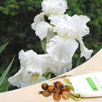 Iris Germanica White Magic Bulbs