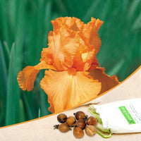 Iris Orange Bulb