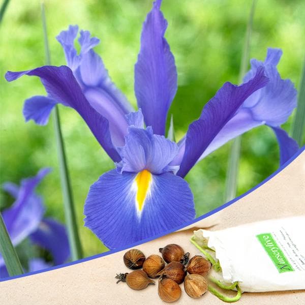 Iris Professor Blauw Bulbs