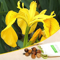 Iris Yellow Bulb