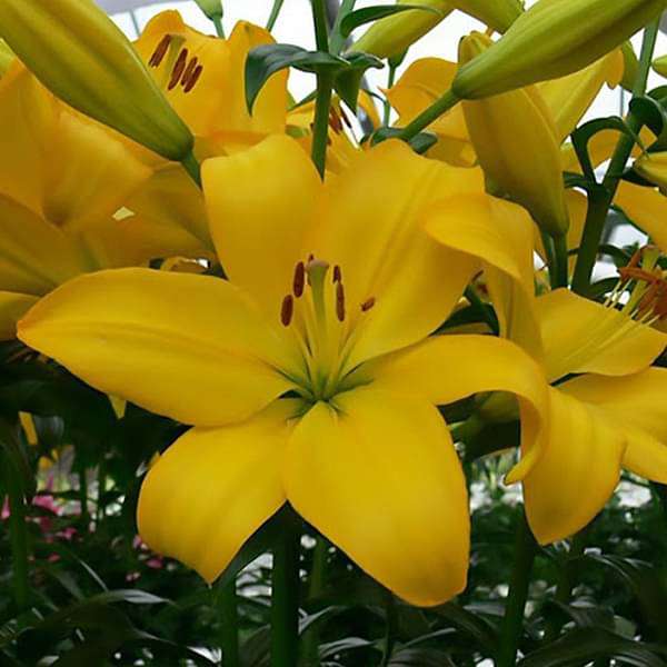 Lilium LA Hybrid Calais Bulbs